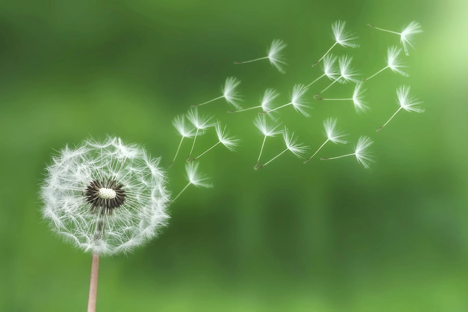 una flor