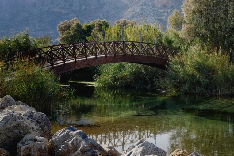 puente en bosque